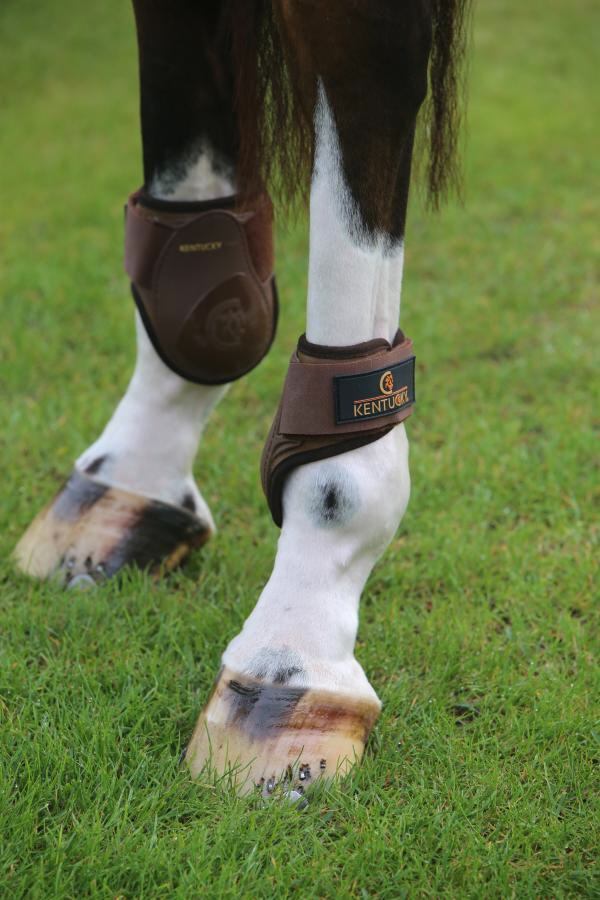 KEN YOUNG HORSE